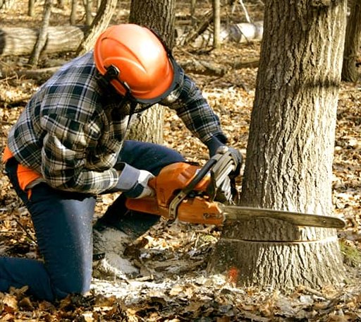 Tree Removal in Bergholz, OH